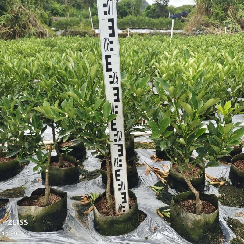 基地直销，大果脆蜜金桔移植苗，布袋苗，量大全国包送