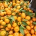 江西南丰蜜橘密广，货量充足，对接商超，电商，社区团购