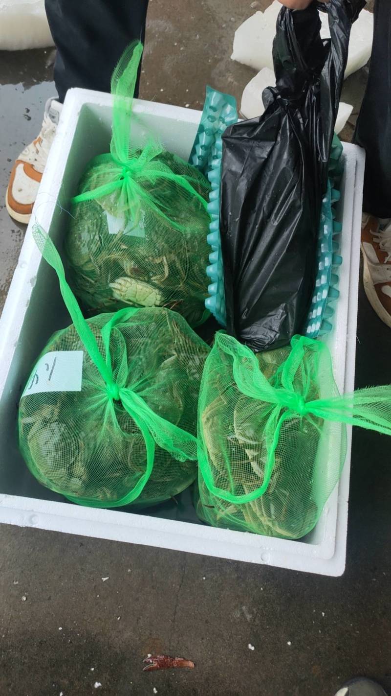江苏兴化螃蟹产地精品蟹经营精品蟹跳高蟹铺货都有