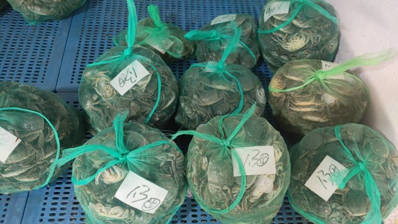 江苏兴化螃蟹产地精品蟹经营精品蟹跳高蟹铺货都有