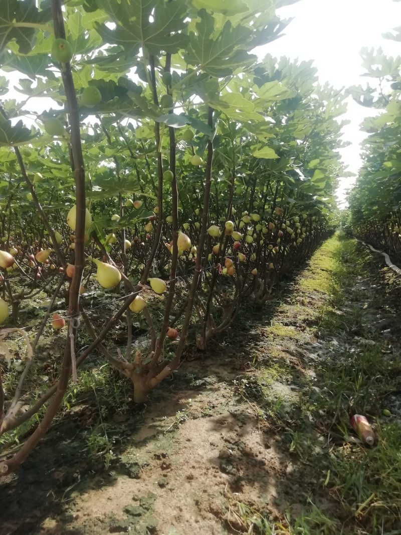 无花果，外号糖包子，量大正在热销中。