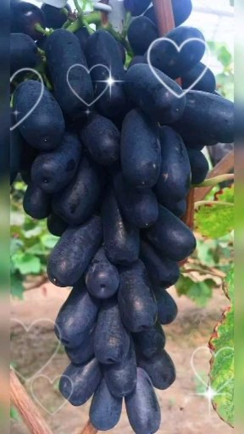 自然无核，纯甜无酸，型如小手指，口感香甜，一手货源。