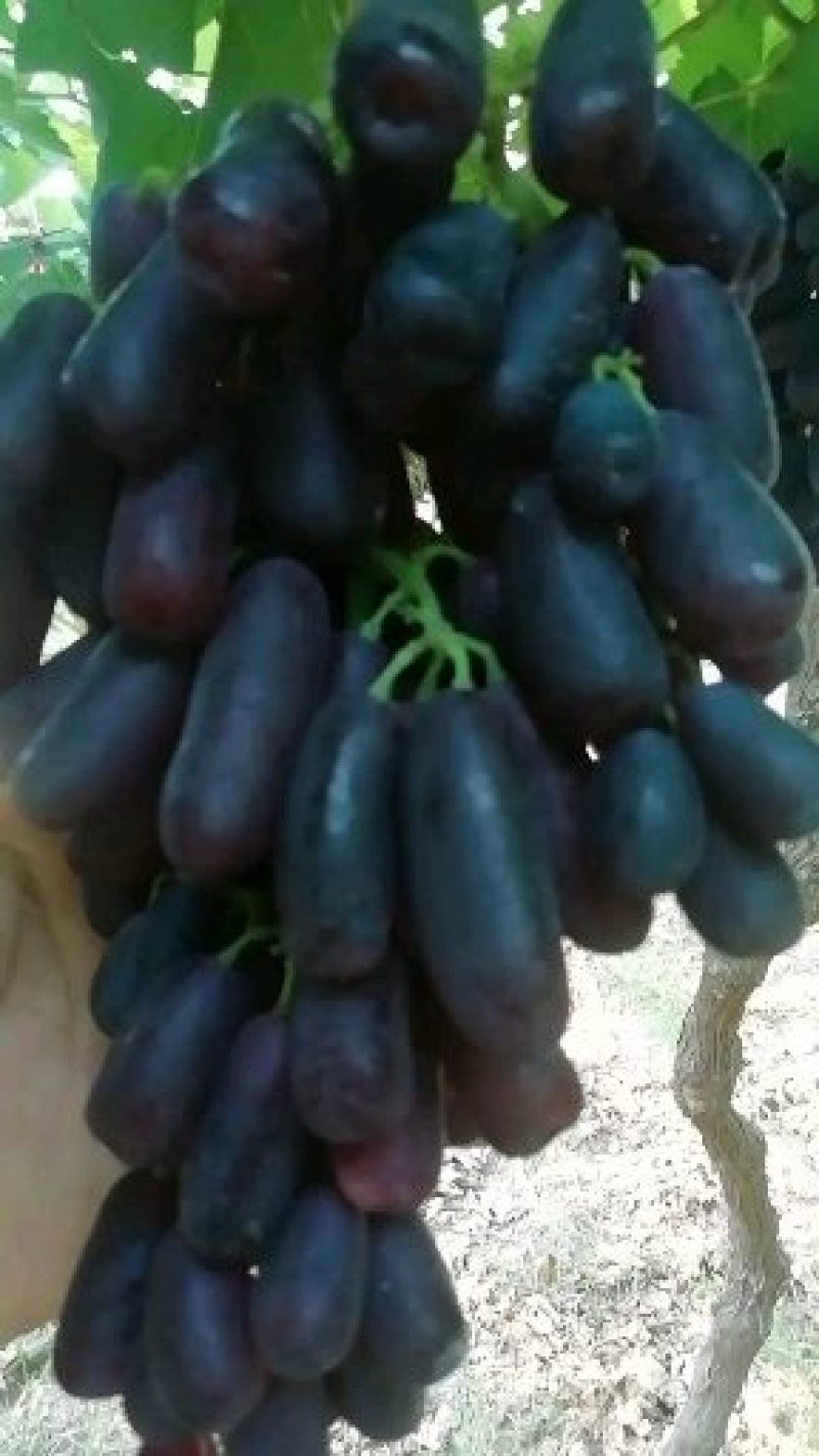 自然无核，纯甜无酸，型如小手指，口感香甜，一手货源。