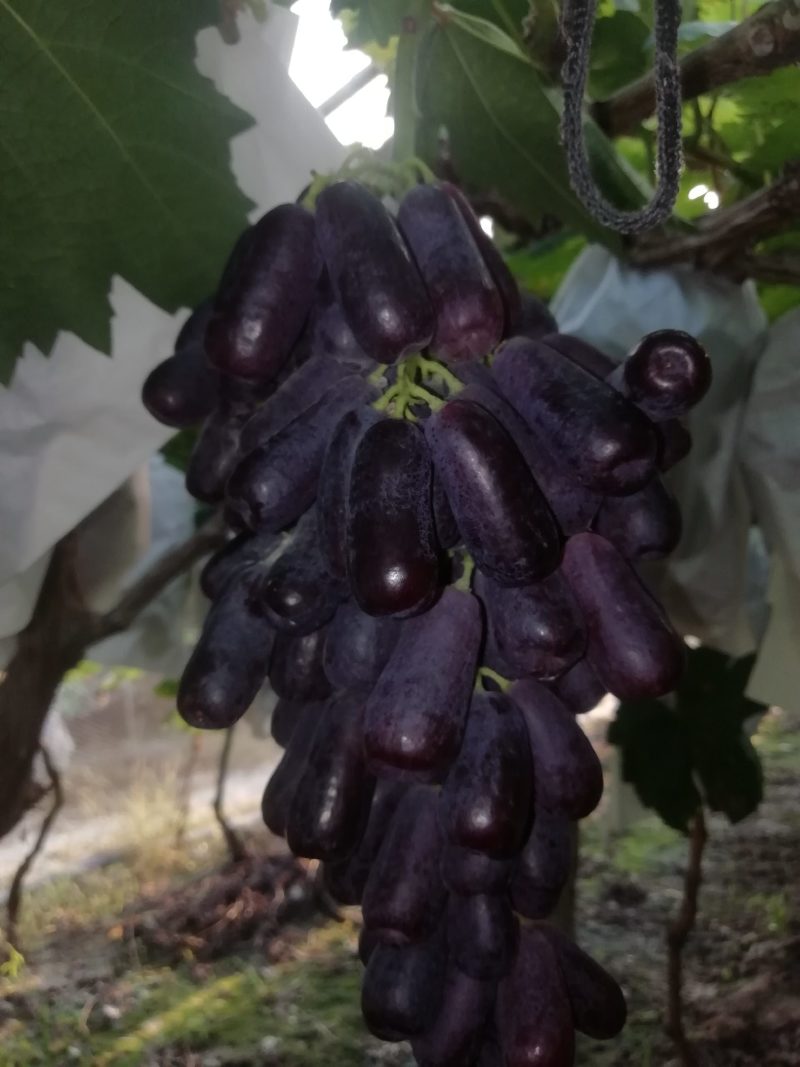 自然无核，纯甜无酸，型如小手指，口感香甜，一手货源。