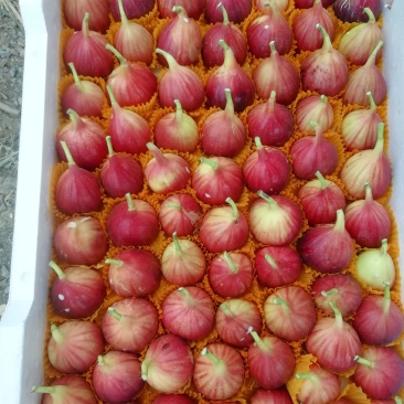 无花果外号糖包子，
