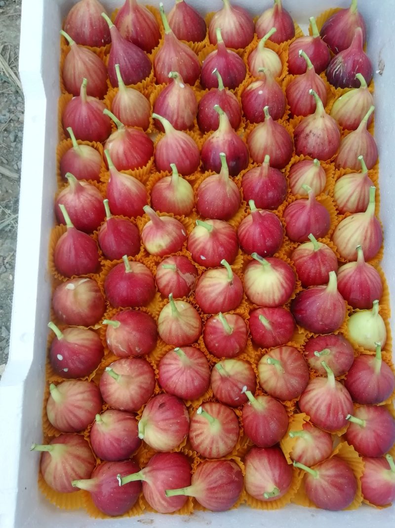 无花果外号糖包子，