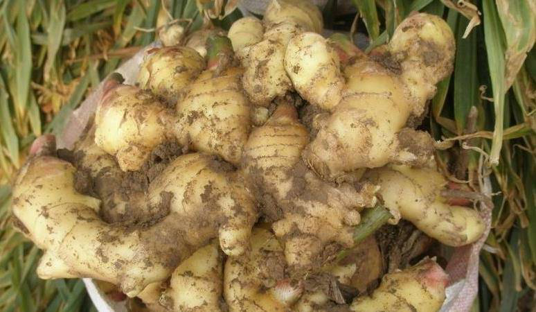 生姜在厨房中的应用场景