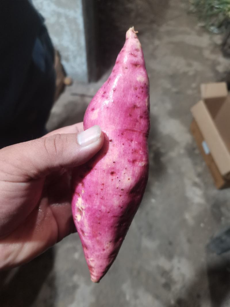 商薯19，两百亩即将上市