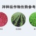 小麦拌种剂苯醚咯噻虫杀虫杀菌防蚜虫防病增产种子包衣剂批发