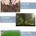 小麦拌种剂苯醚咯噻虫杀虫杀菌防蚜虫防病增产种子包衣剂批发