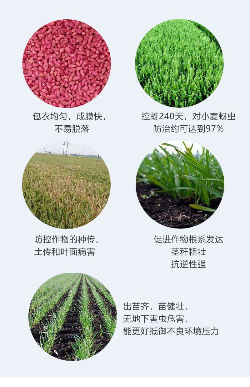 小麦拌种剂苯醚咯噻虫杀虫杀菌防蚜虫防病增产种子包衣剂批发