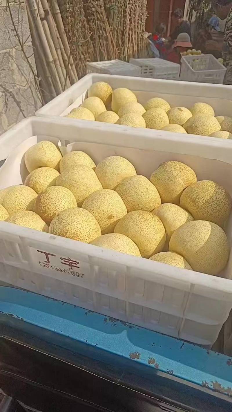 砀山精品酥梨百年老树，半斤以上，甘甜多汁耐运输，质量保证