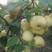 砀山精品酥梨百年老树，半斤以上，甘甜多汁耐运输，质量保证