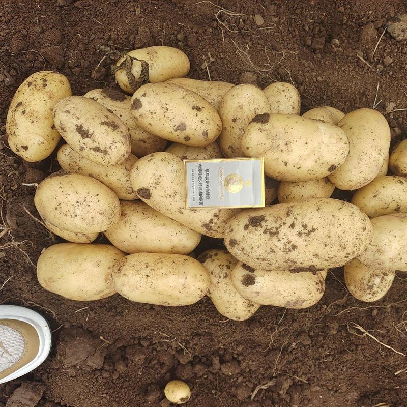 精品土豆-品质保障-V7品种齐全-新鲜现发-支持视频看货