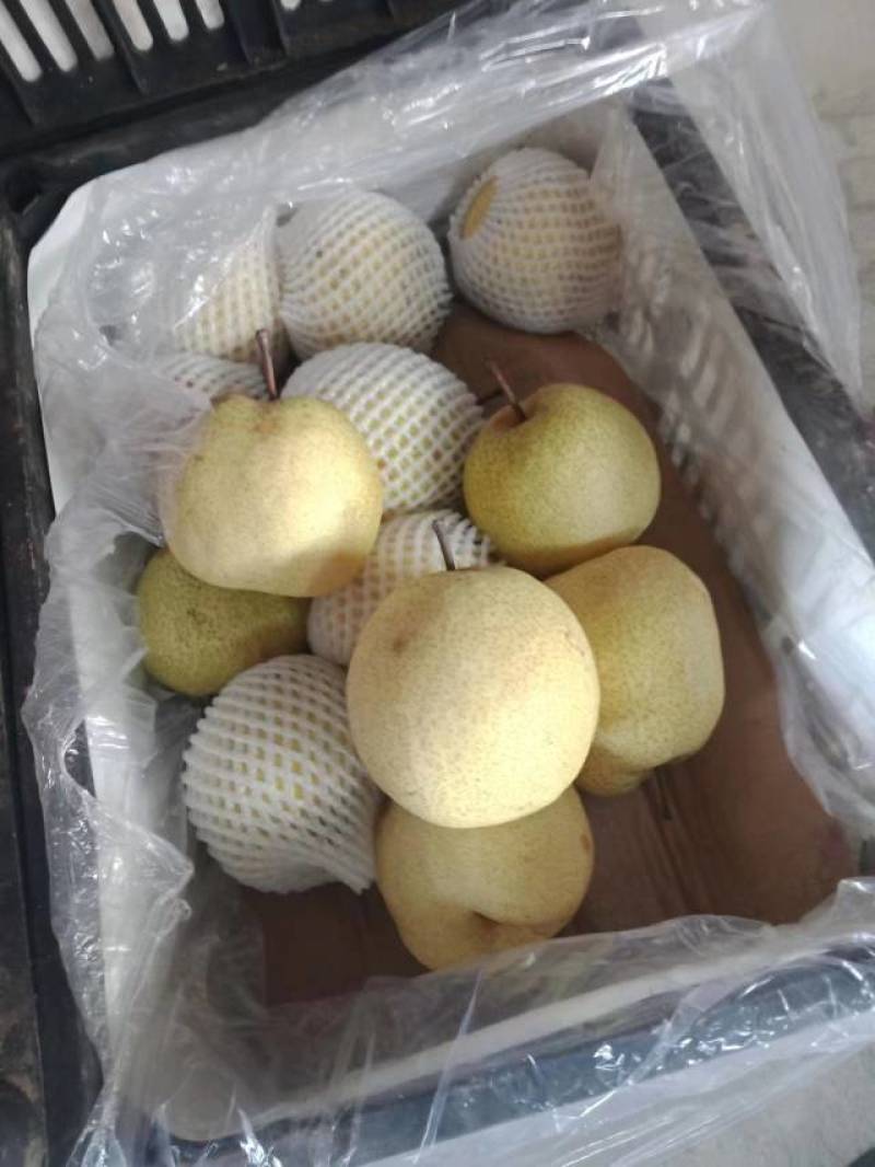 【现采现摘】精品梨产地货源世界梨都可视频看货