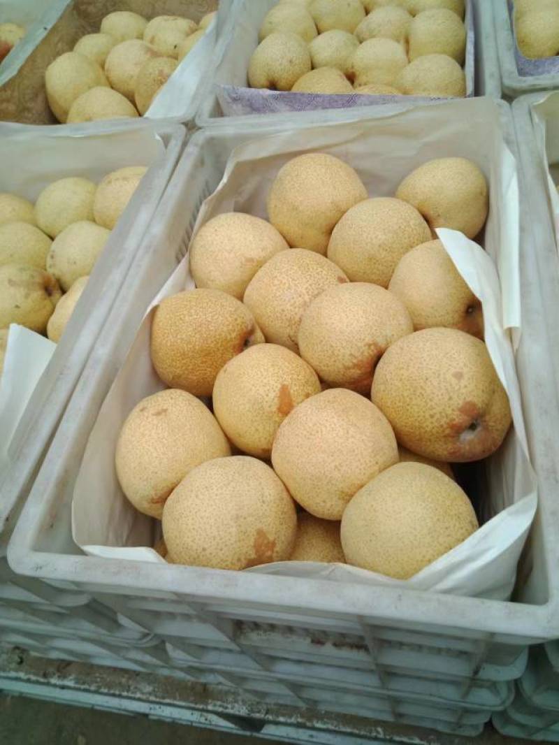 【现采现摘】精品梨产地货源世界梨都可视频看货