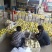 【现采现摘】精品梨产地货源世界梨都可视频看货