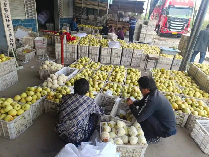 【现采现摘】精品梨产地货源世界梨都可视频看货