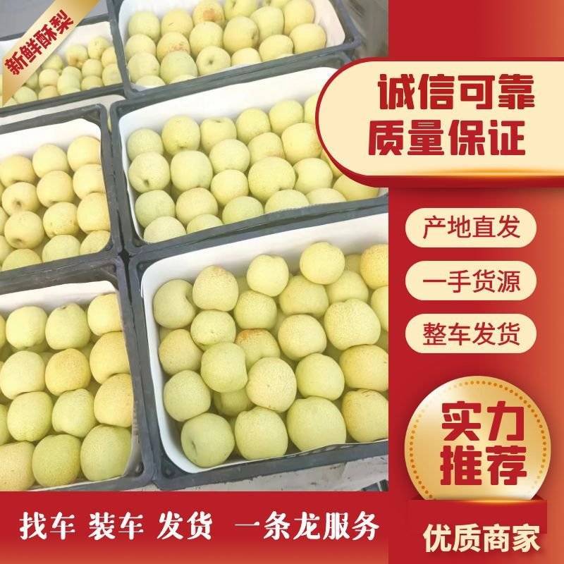【现采现摘】精品梨产地货源世界梨都可视频看货