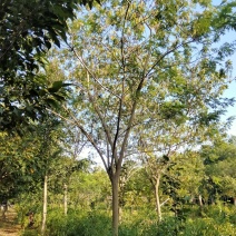 15合欢