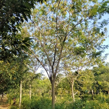 15合欢