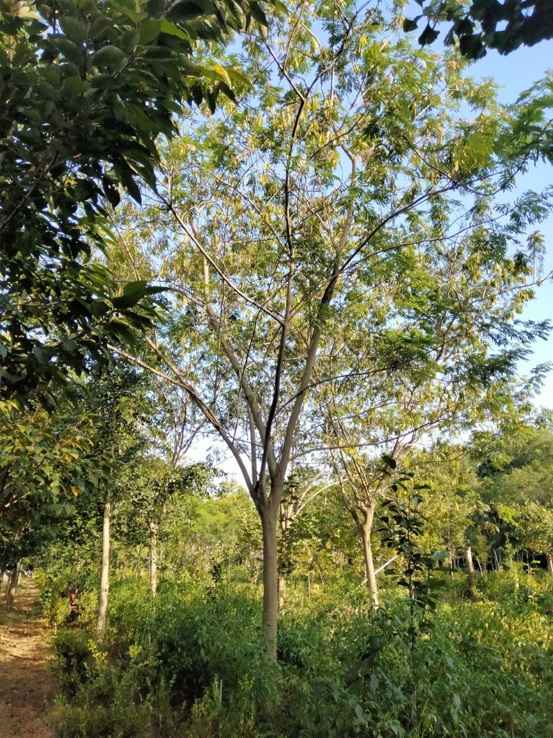 15合欢