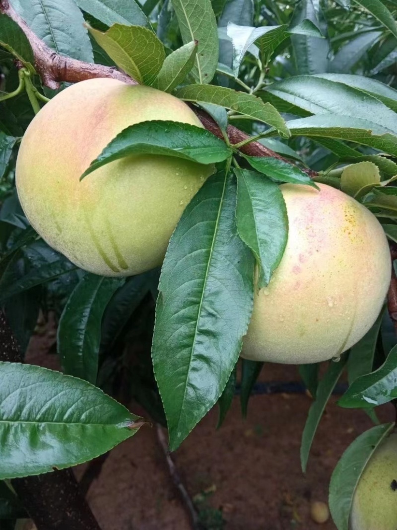 江苏东海(青脆桃）