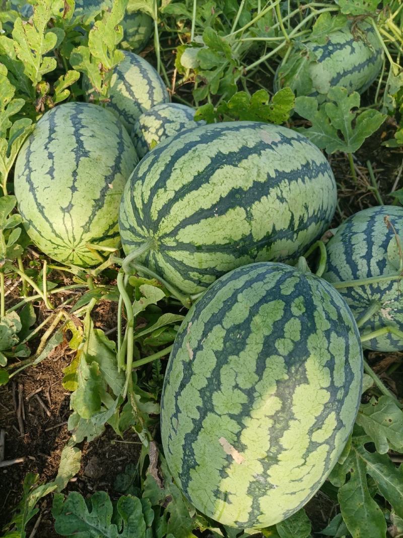 河南南阳新野精品花皮西瓜大量上市新鲜采摘口感好