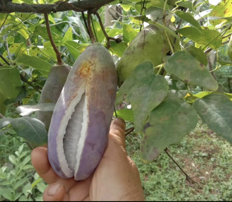 双庙茄红甜糯八月瓜八月炸自家种植品质好一件代发