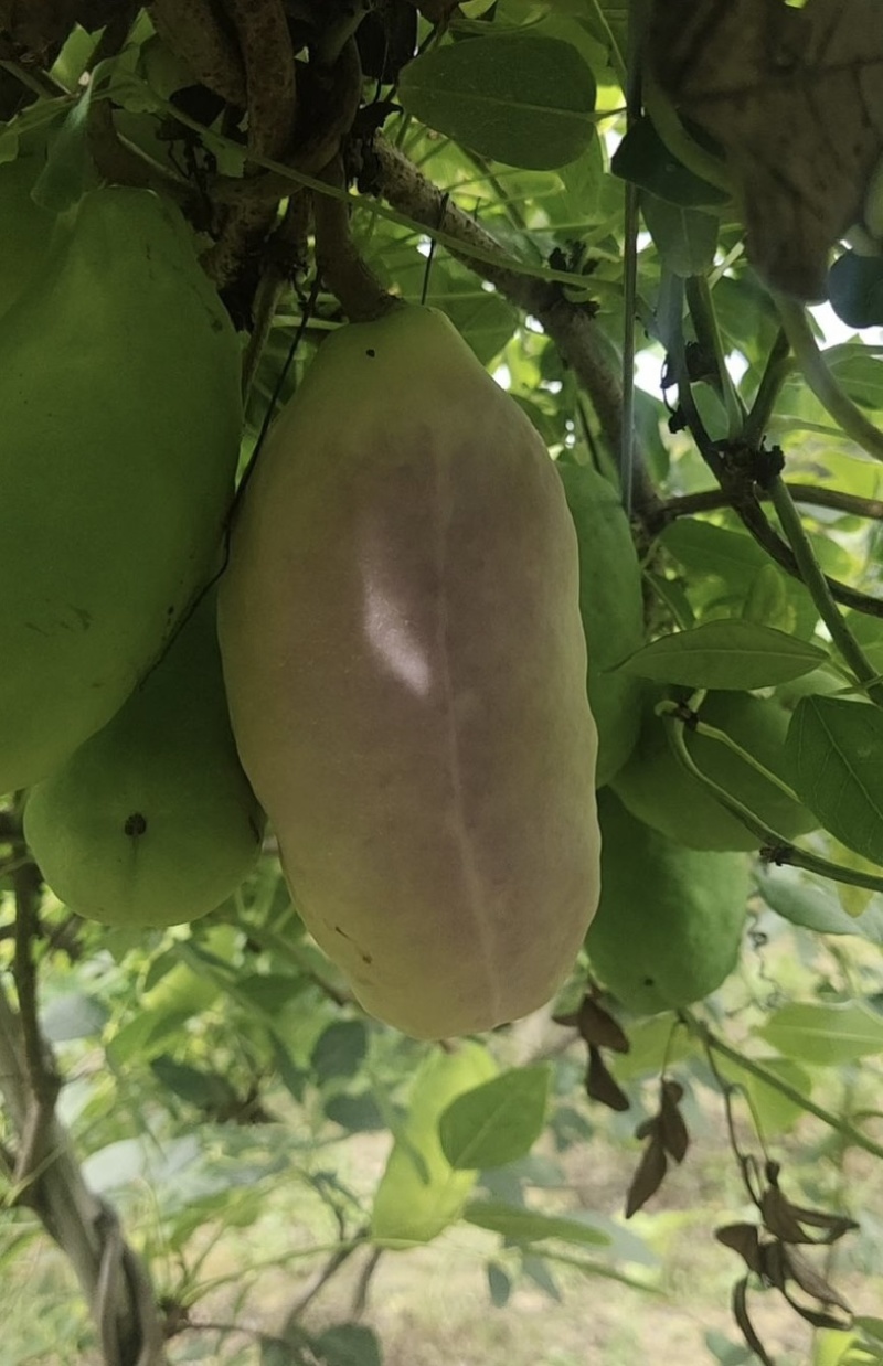 双庙茄红甜糯八月瓜八月炸自家种植品质好一件代发