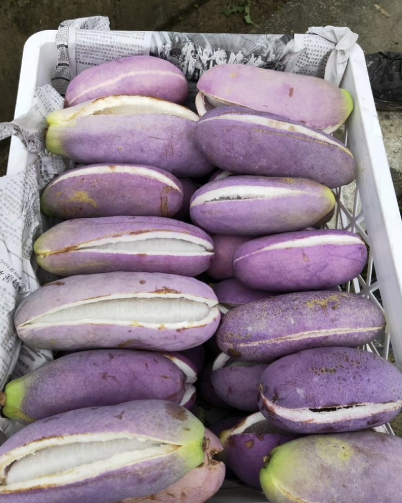 双庙茄红甜糯八月瓜八月炸自家种植品质好一件代发