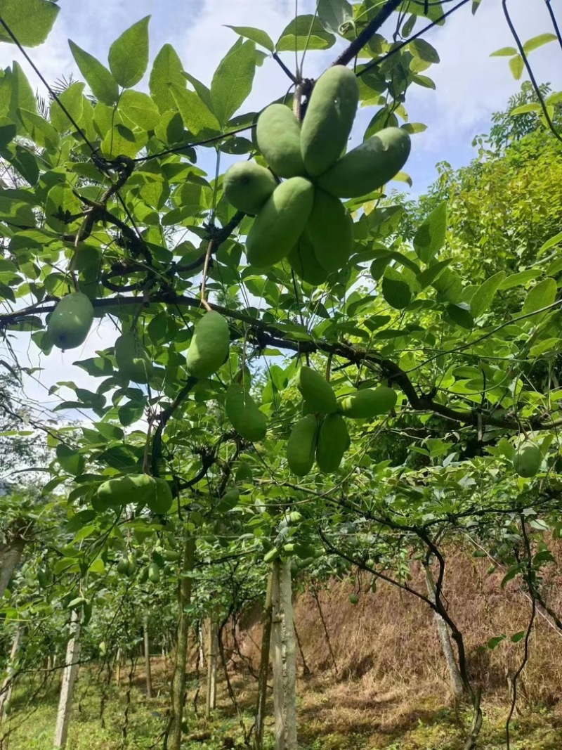 双庙茄红甜糯八月瓜八月炸自家种植品质好一件代发