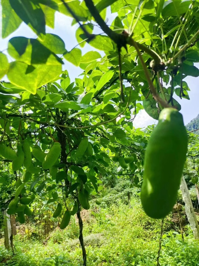 双庙茄红甜糯八月瓜八月炸自家种植品质好一件代发