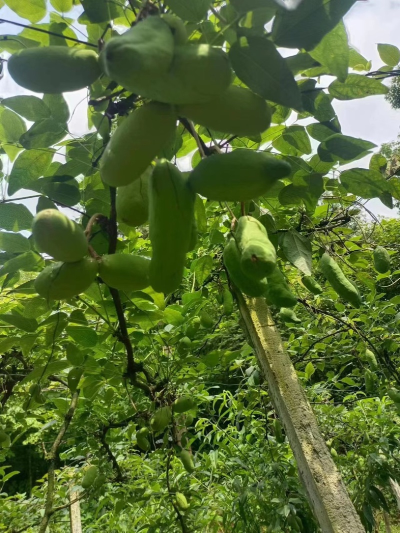 八月瓜苗紫改红技术升级包挂果包技术诚信经营