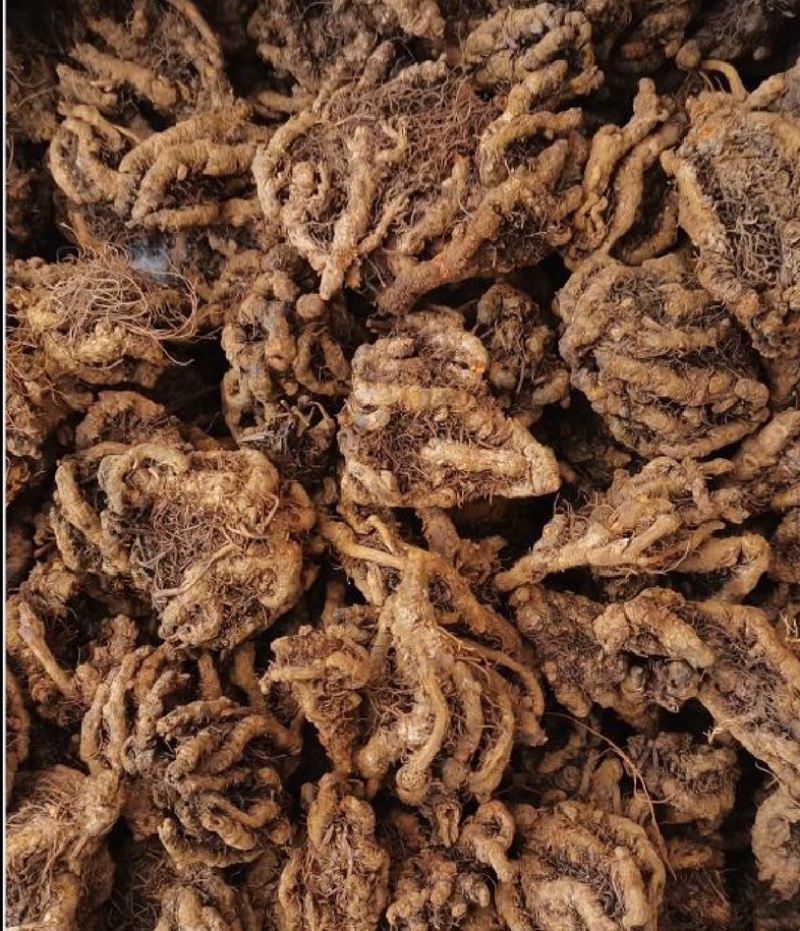 鸡爪黄莲中药材品质保证全国诚信经营