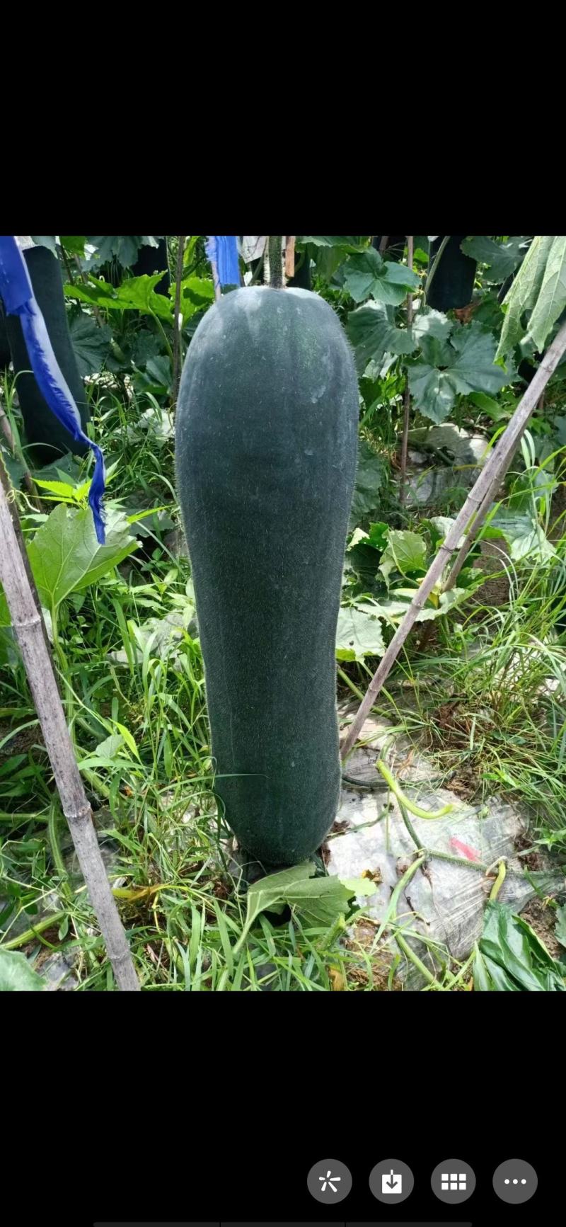 贵州本地冬瓜