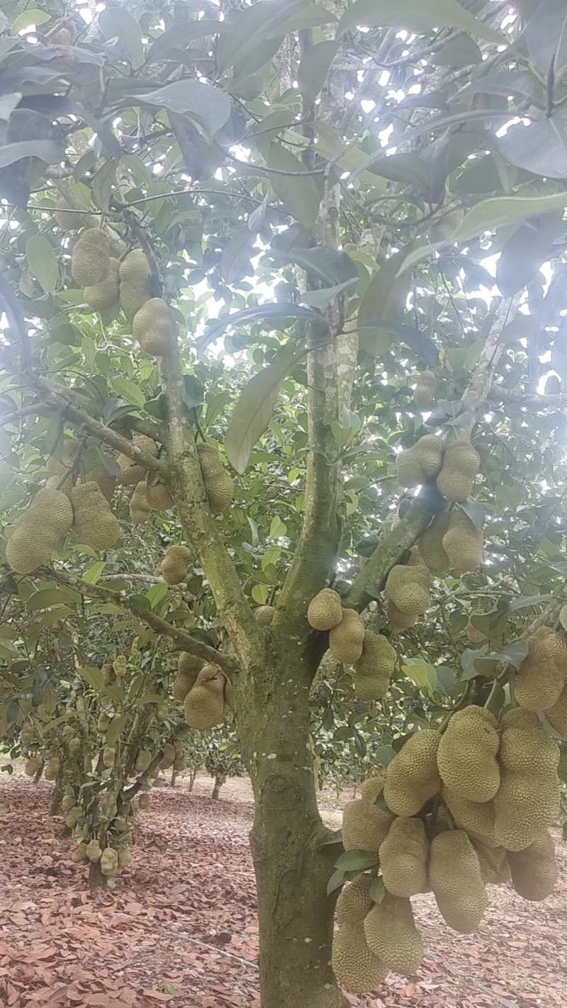 榴莲蜜大叶黄小叶黄，大丁红，细丁红出肉率高，专业种植管理