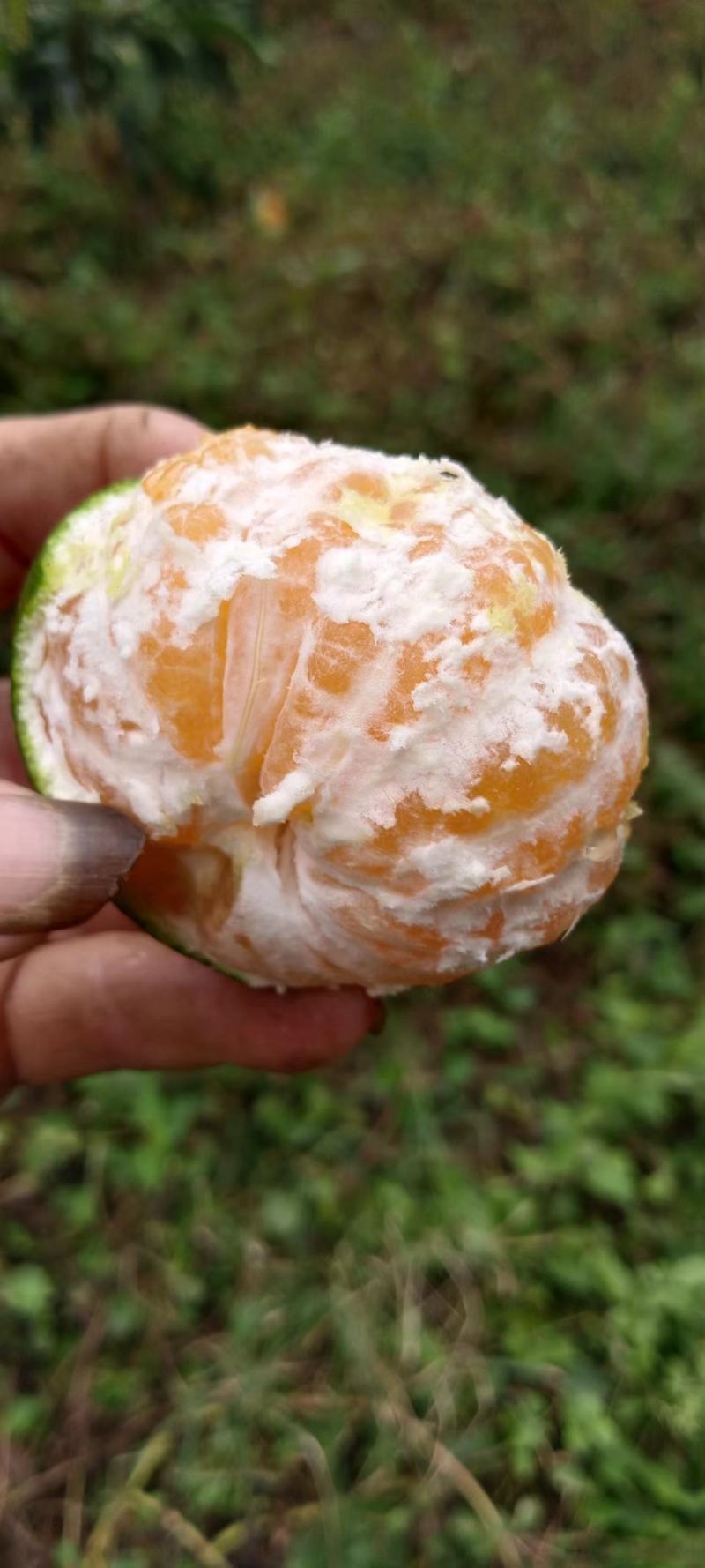 东江湖清江蜜桔