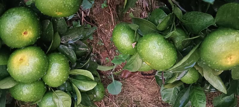 东江湖清江蜜桔