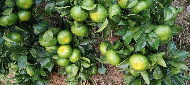 东江湖清江蜜桔