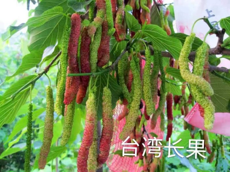 【牛商优选】精选果桑苗甜度高水分足提供技术指导服务