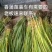香蒲