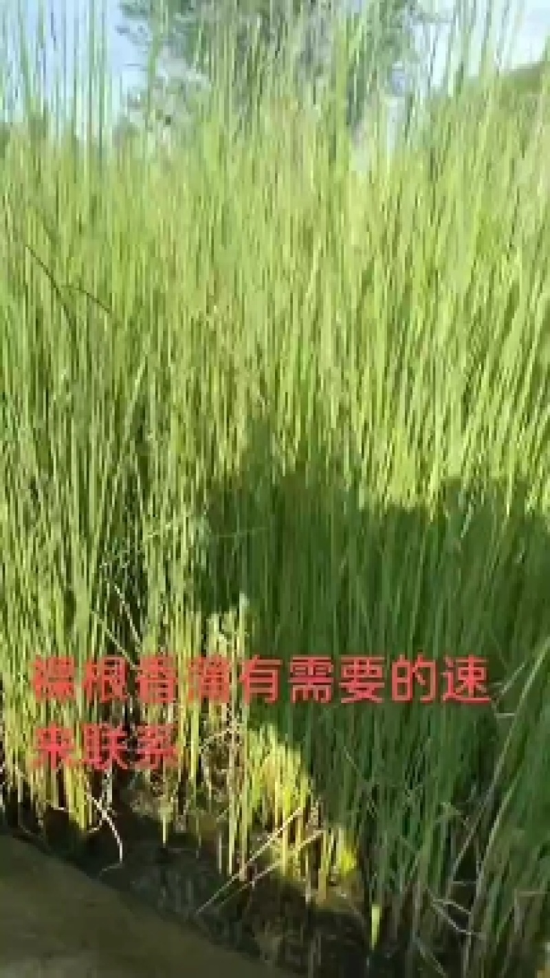 香蒲