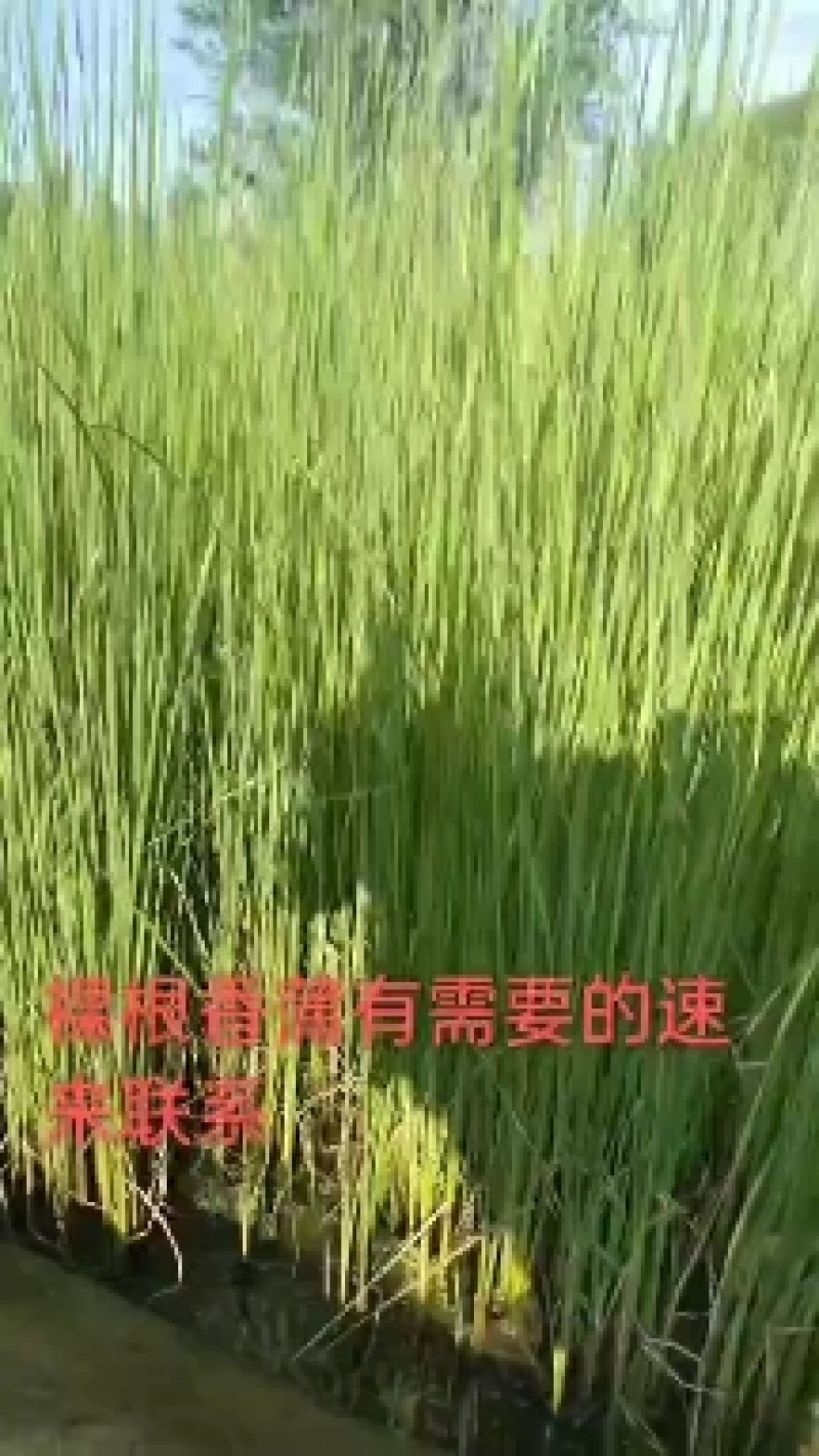 香蒲