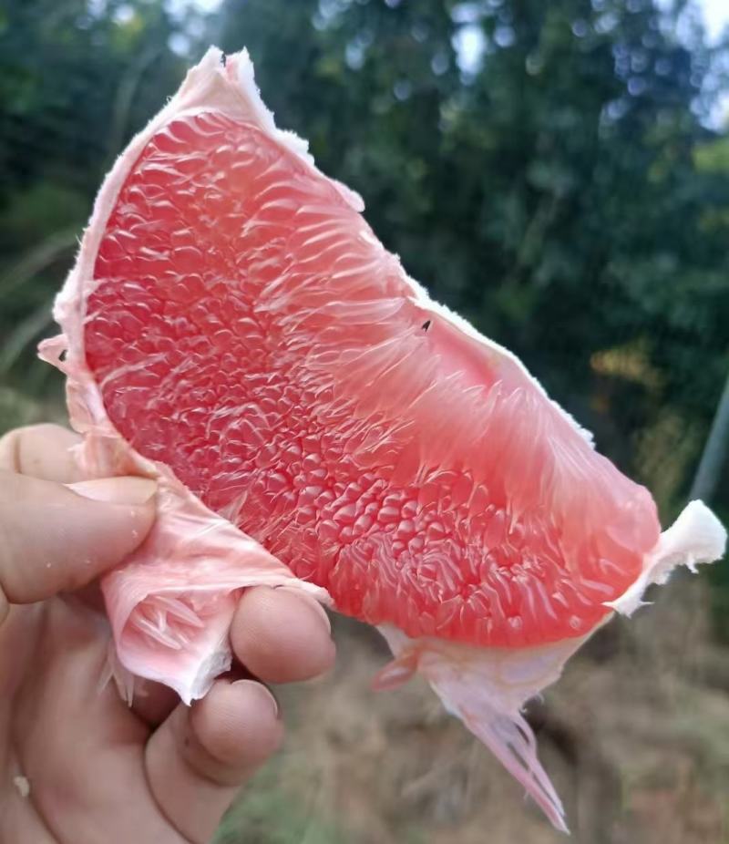 9月中发货红宝石青柚超嫩果肉甜度好红肉青柚一件代发批发