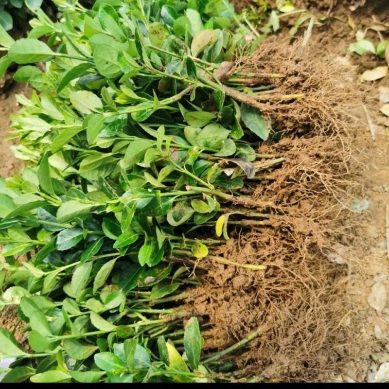 河北卫矛基地直销规格齐全四季苗木保成活率免费指导欢迎考察