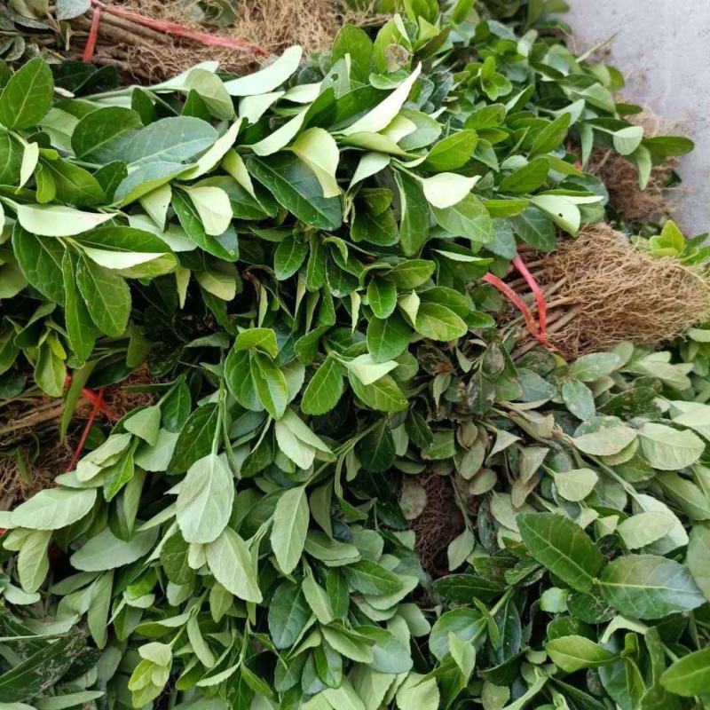 河北卫矛基地直销规格齐全四季苗木保成活率免费指导欢迎考察