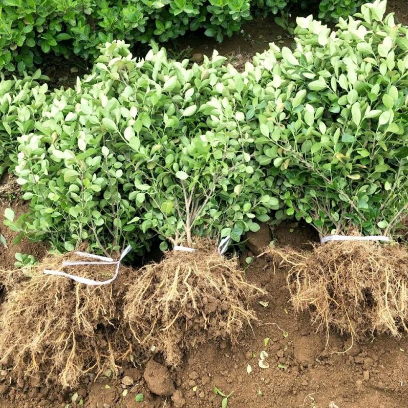 河北卫矛基地直销规格齐全四季苗木保成活率免费指导欢迎考察