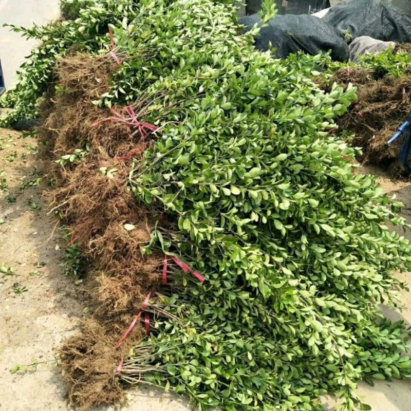 河北卫矛基地直销规格齐全四季苗木保成活率免费指导欢迎考察