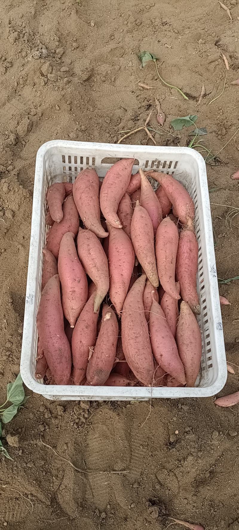 产地供应陆地西瓜红，烟薯二五（三两以上）大量上市